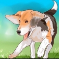 Treinamento de beagle