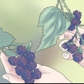 Cultivo de amoras