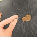 Removendo rebarbas do pelo de um cachorro