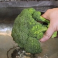 Limpando brócolis