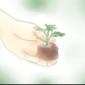 Plantas de crisântemo