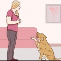 Comunicação com o seu cão