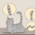 Comunicando-se com seu gato