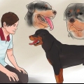 Verificando se seu cão está saudável e feliz