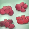Cultivo de cranberries
