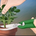 Crescendo crassula ovata