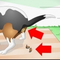 Como tratar o bloqueio intestinal em cães