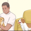 Aumentar o apetite dos cães