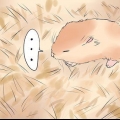 Tratando a perna quebrada do seu hamster