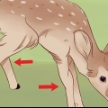 Determinando a idade de um cervo