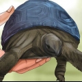 Determinando a idade de uma tartaruga