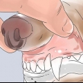 Determinando a idade do seu cão através dos dentes