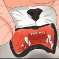 Descubra a idade do seu gato