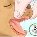 Determinando a idade do seu cachorro