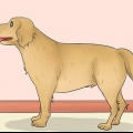Medindo o comprimento de um cão