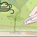 Usando o fertilizante uréia