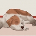 Cortar as unhas de um cachorro
