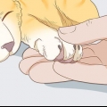 Corte as unhas do seu gato