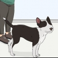 Verificando os olhos do seu cão