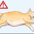 Determinando a causa de uma barriga distendida em gatos