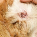 Limpando as orelhas do seu cachorro