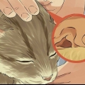 Limpando as orelhas do seu gato
