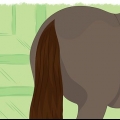 Trançando o rabo de um cavalo