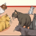 Reconhecendo os sinais de abuso de gatos