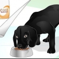 Brilhar o casaco de um cão