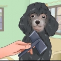 Cuidando da pelagem de um poodle