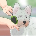 Preparando o casaco de um westie