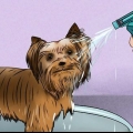 Preparando o pelo de um yorkshire terrier
