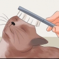 Deixando o pelo do seu gato macio e brilhante