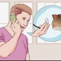 Combater a diarreia em gatos