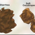 Tratamento da diarreia em coelhos