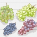 Cultivo de uvas a partir de sementes