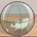 Impeça que hamsters anões roam as barras