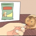 Alimentação de hamsters anões