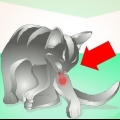 Tratando um abscesso em um gato