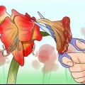 Fazendo uma amarílis florescer novamente
