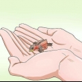 Criando um pardal de casa bebê