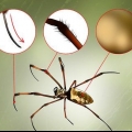 Reconhecendo uma aranha de banana