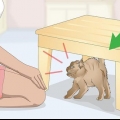 Criando laços com um gato bravo ou assustado