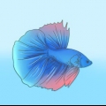 Formando um vínculo com seu peixe betta