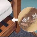 Identificando uma infestação de percevejos