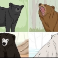 Sobrevivendo a um ataque de urso