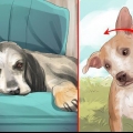Tratando um derrame em cães