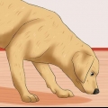 Reconhecendo um avc em cães