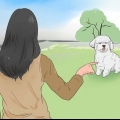 Treinando um bichon frisé