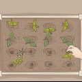 Iniciando uma horta orgânica